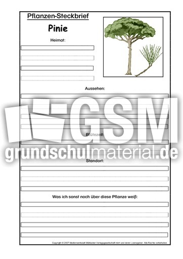 Pflanzensteckbrief-Pinie.pdf